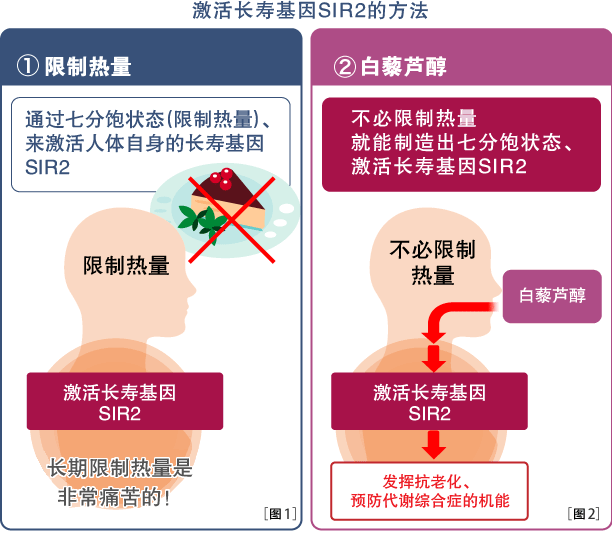 長寿遺伝子サーチュインを活性化するには・・・。