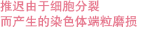 細胞分裂を行うテロメアの摩耗を遅くする 