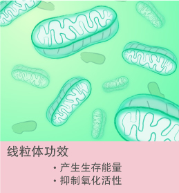 ミトコンドリアの働き