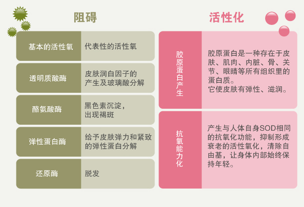 美容に直接関連する機能への働き