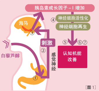 図：海馬の再生メカニズム