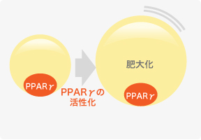 PPARγの活性化